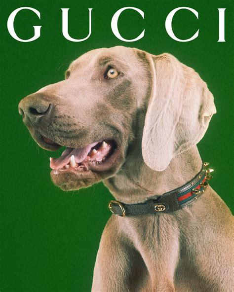 gucci pet grote logo|gucci dogs for sale.